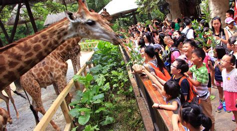 長隆動物園能玩多久 但每個遊客心中對動物園的期待與停留時數有何不同